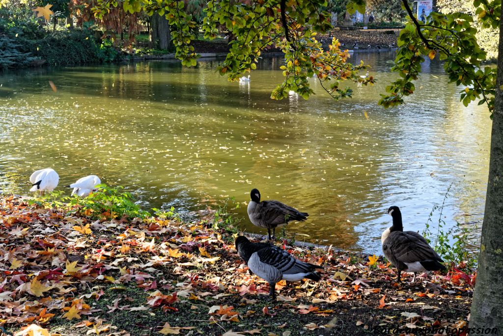 Au premier plan, les bernaches sont des oies fidèles au jardin public.